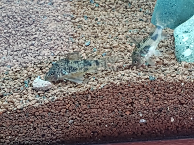 Mes premiers poissons. Les paramètres étant bon , j'ai introduit mes premiers poissons . Deux otocinclus et trois corydoras