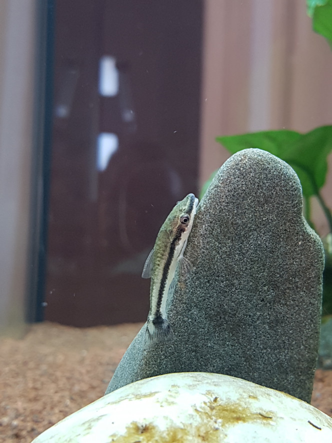 Mes premiers poissons. Les paramètres étant bon , j'ai introduit mes premiers poissons . Deux otocinclus et trois corydoras