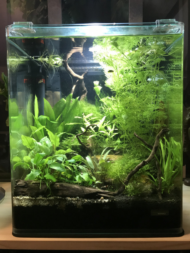 Nouvelle photo de mon aquarium [b]10l Dennerle[/b]