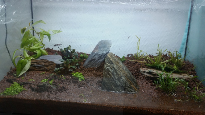 Début dry start Cet aquarium a donc débuté en dry start!