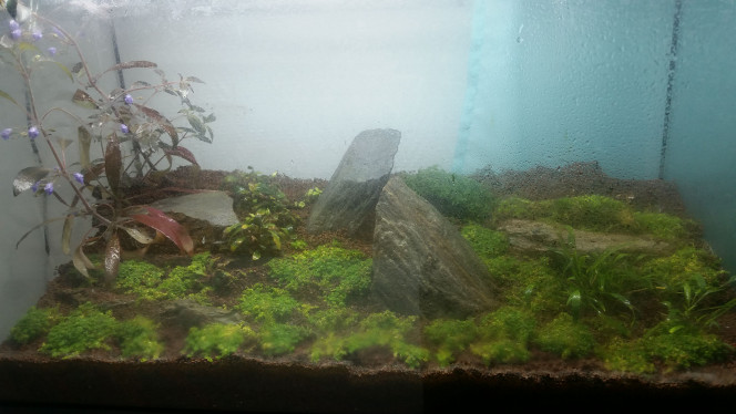 2 mois Presque deux mois après son entrée en dry start, tout a bien poussé! Cette photo est juste avant la mise en eau
On peut voir que les hygrophilas ont vraiment enormement profité elles me font de jolis fleurs. Pour la hcc aussi ça a été vraiment énorme comme pousse. Les autres plantes de sont bien étendus mais rien d'aussi spectaculaire, j'avais eu la mauvaise idée de mettre des vallisnerias qui forcément n'ont pas survécu ^.^'