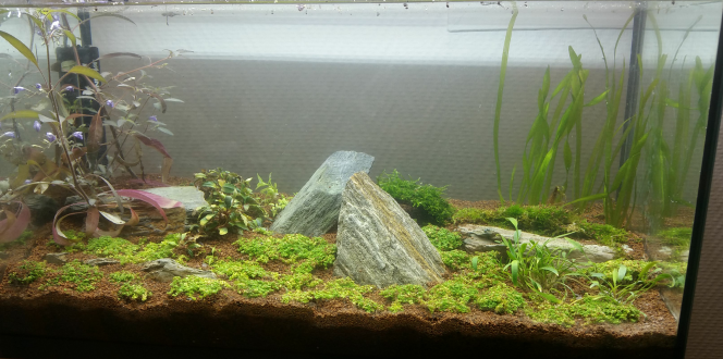 Mise en eau Et voilà l'aquarium complet! J'attend que mes vallisneria poussent pour pouvoir les étendre plus, il y a déjà un chauffage, j'aurai avec ça un filtre externe et un système de Co2 artisanal
