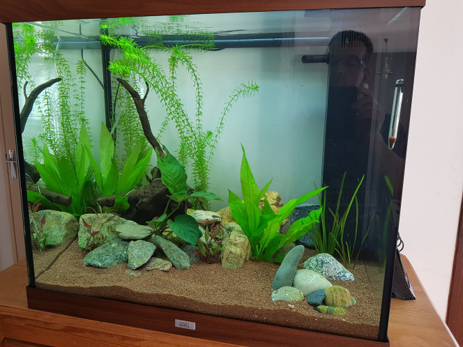  petite photo de mon bac . Les plantes poussent bien et j'ai rajouté deux petit pieds d'alternanthera rosaefolia . J'ai quelques algues brunes mais rien de méchant . Ce week-end j'intrduit de nouveaux poissons .