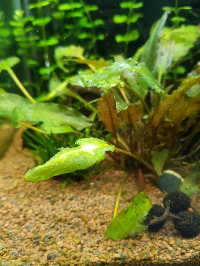 Substrat pour plante déjà en eau - boules d'engrais