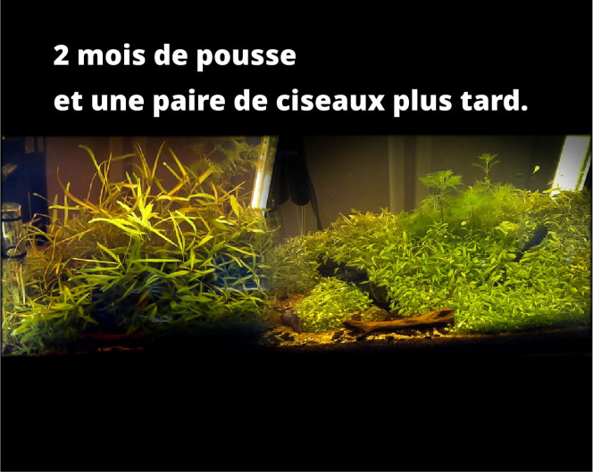 coupe de printemps les gazonnantes en graine chinoises devienne géantes, j'en ai fait des bonzaï.