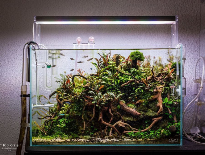 Photographie du post de NakMuay 