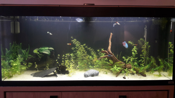 Photographie du post de Meskaninja 