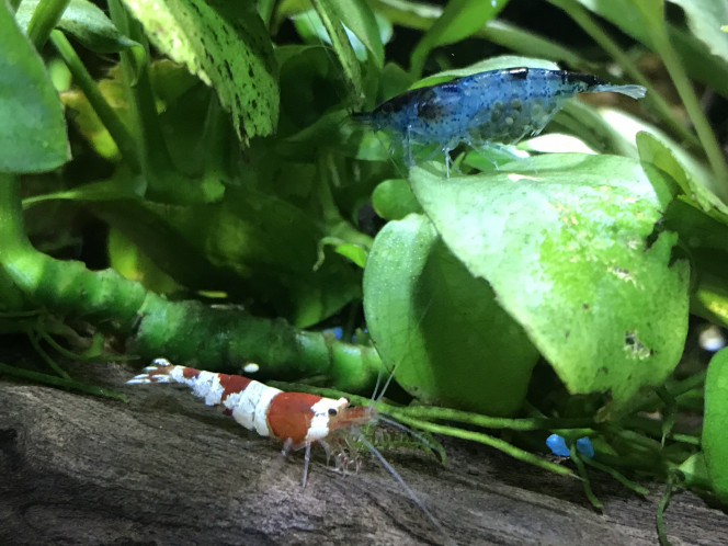  Première crevette que je trouve grainée ! #surprisedujour