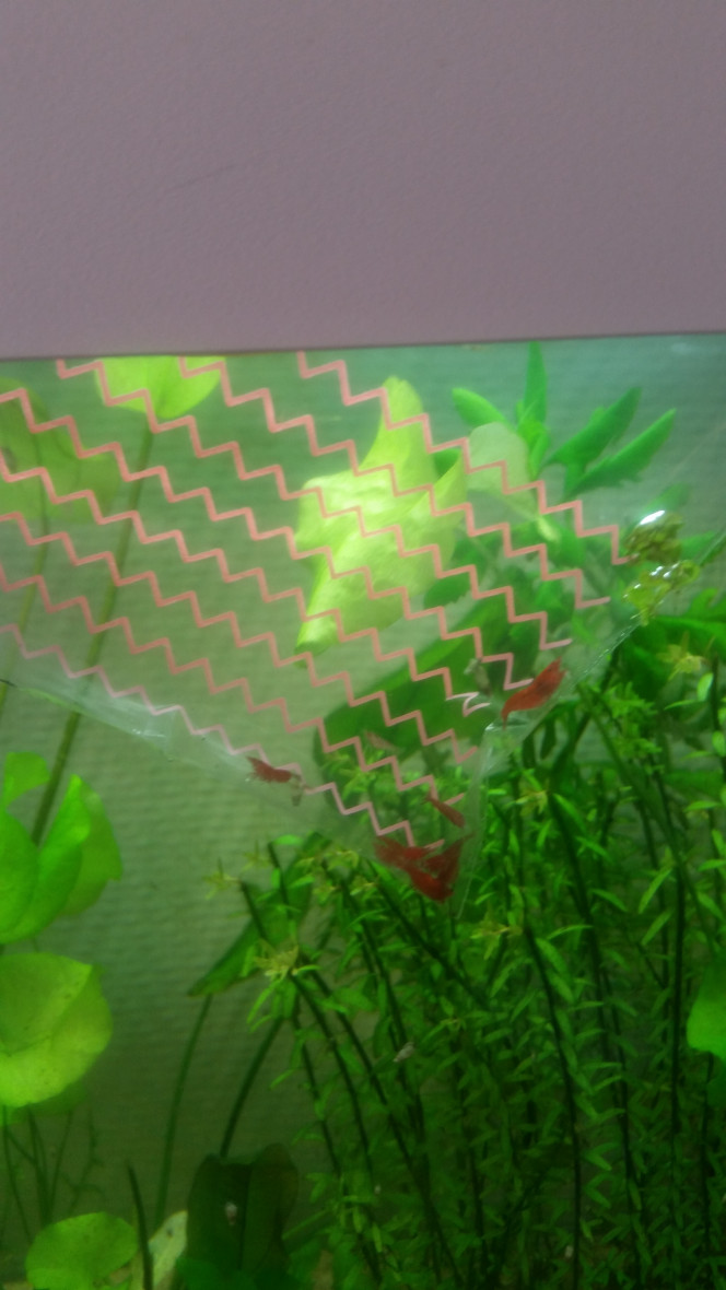 Crecre 2 11 crevettes red fire prêtent à rejoindre leur copine qui ne sera plus seule!