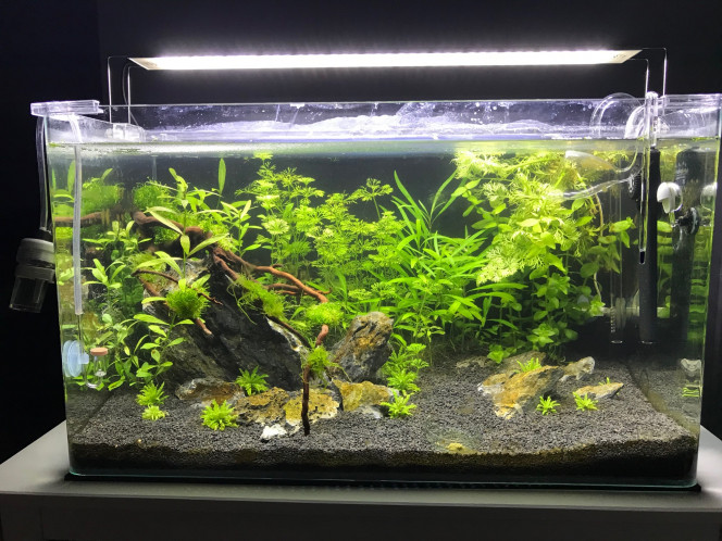 Deux mois Ajout d'une racine avec des mousses. Changement du diffuseur de CO2 par un Néo. Introduction d'une douzaine de Blue Velvet.