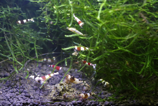 Photographie du post de Masson 