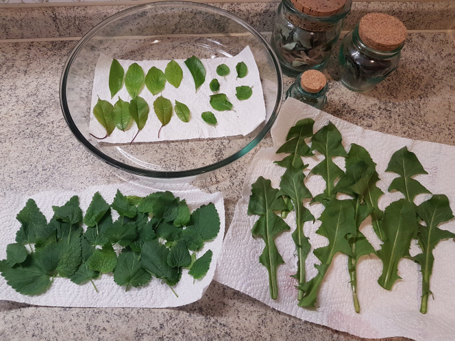  Cueillette du jour :
Feuilles de pommier, prunier, cerisier, ortie, pissenlit