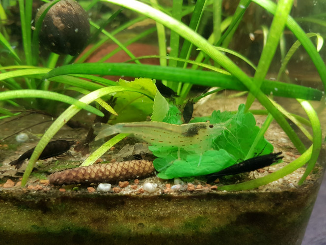  Repas du soir : feuilles d'ortie et de cerisier