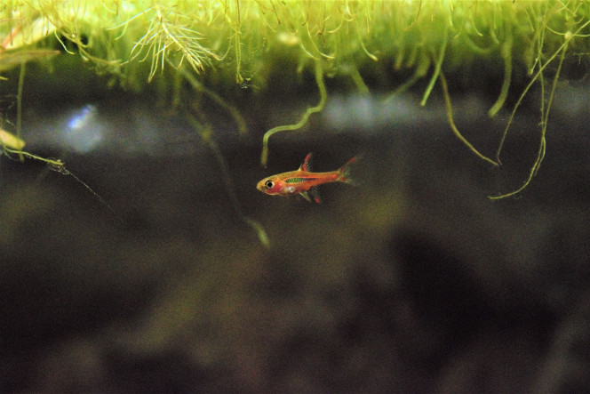 Alpha Alpha, le plus coloré de mes brigittae. Il est de plus en plus coloré au fil du temps. Photo quelques jours après l'arrivée du banc