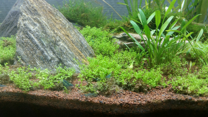 Pop 60l Mes crecres sont enfin arrivées! Ce sont des blues rili, 2 ont de toutes petites taches rouges sur l'avant de la tête. Après 2h de goutte à goutte elles ont pu rejoindre leur aquarium privé. Je les ai trouvé sur leboncoin l'acheteur était très sympa et les crevettes pas super chères (ze)