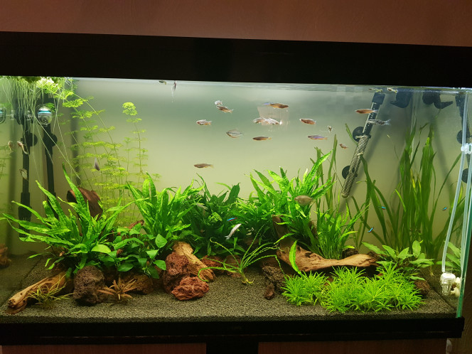  Ajout de Microsorum et plante flottante 
Échange vallisneria spiralis contre gigantae