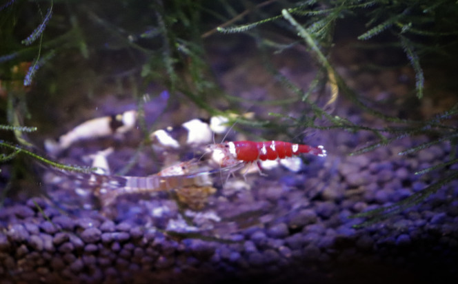 Photographie du post de Masson 