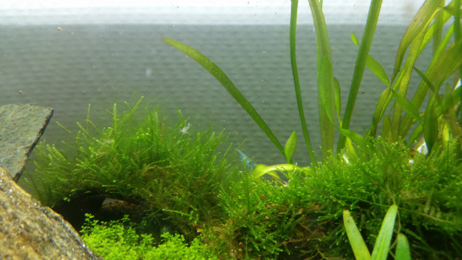 Premières mues de crevettes découvertes! J'en ai vu deux celle là plutôt petite et une grosse. Aujourd'hui les crevettes commencent à être actives elles se baladent un peu dans l'aqua même si j'en vois toujours pas tant, c'est super sympa à observer