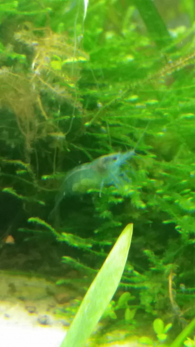 Maman crevette J'ai trouvé ma première crevette grainée ^^ Je pensais l'avoir vue hier mais je n'étais pas sûre, aujourd'hui c'est une certitude complète! Elle se cache beaucoup j'ai pu la voir une seconde à la sortie de la mousse puis invisible à nouveau
D'ici combien de temps est ce que je pourrais avoir des petits? :3