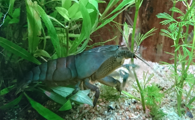Bulldozer bleu... 