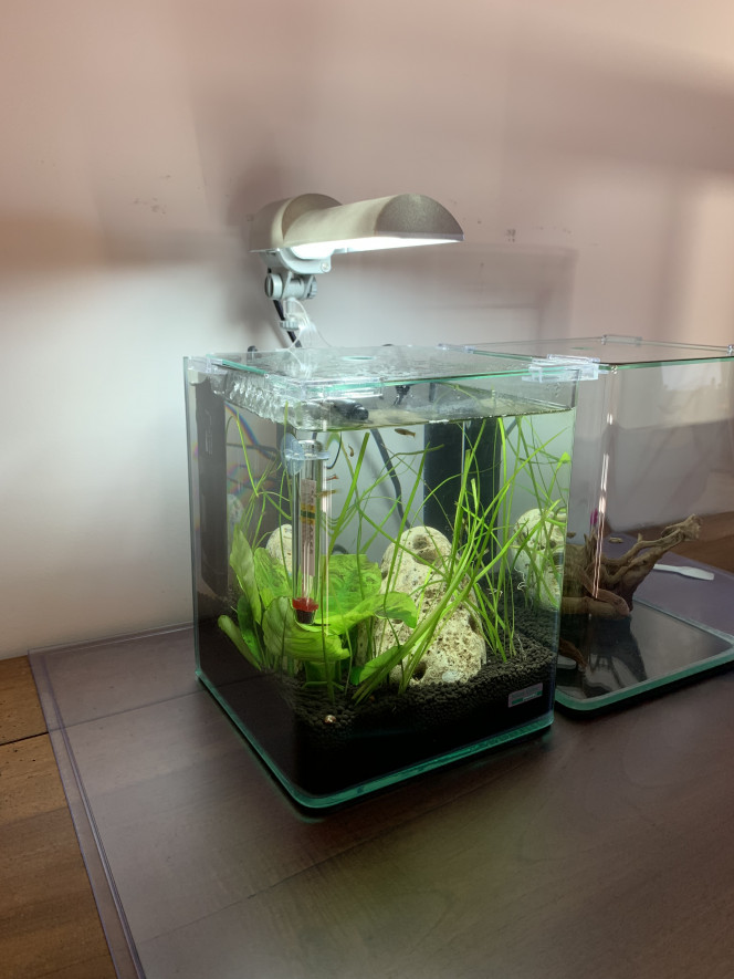 Nouvelle photo de mon aquarium [b]10l Dennerle[/b]