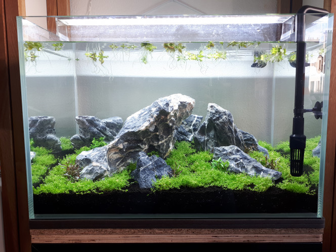 Et voilà mise en eau OK !
Et on a ajouter qques plantes :
- hygrophila sp. araguaia
- staurogyne repens
- hygrophila pinnatifida (elles sont cachés derrière les pierres du fond)
- limnobium laevigatum