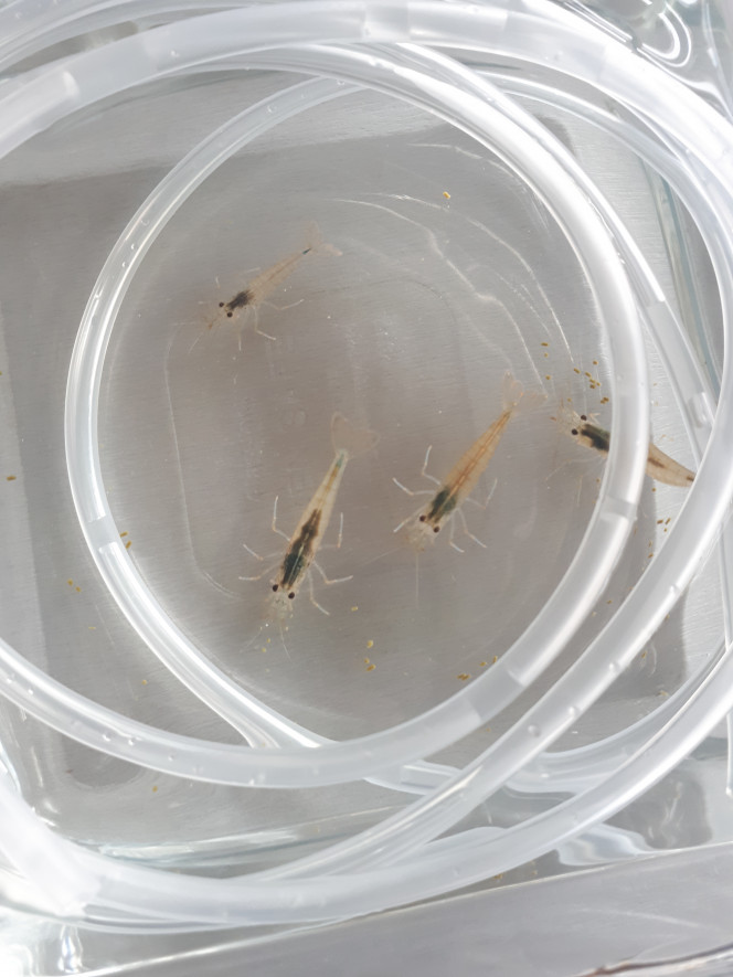  Et voici nos premières pensionnaires !!!
4 japonica récupérées chez un cousin (elles ne sont plus toutes jeunes ~8 ans mais elles st toujours vives).
L'acclimatation s'est très bien passée, elles adorent l'aquarium !