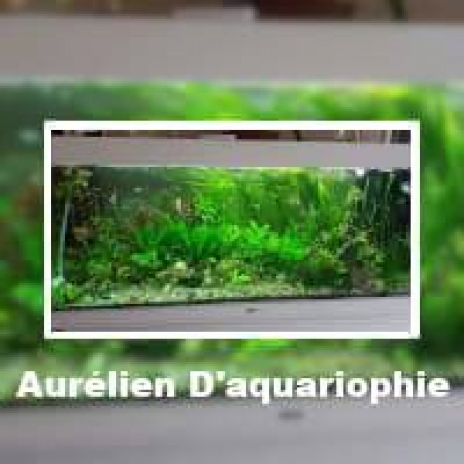 Photographie du post de aurelien-peru 