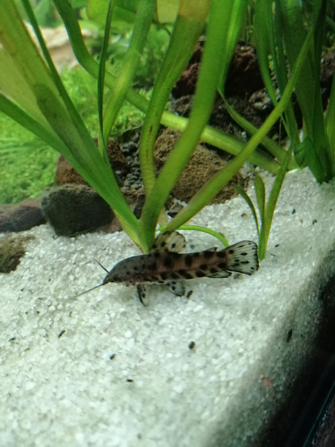 Hoplosternum thoracatum 
