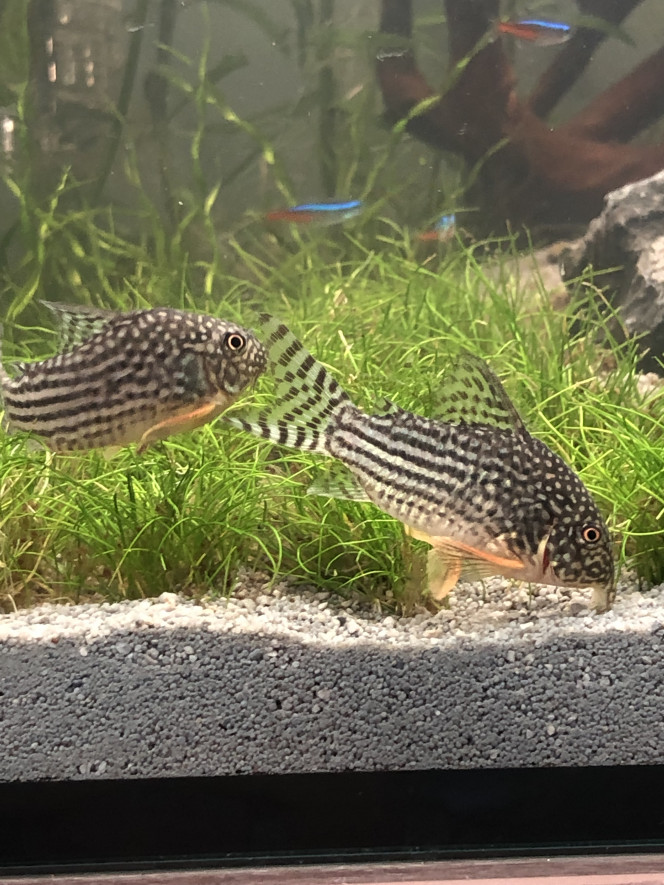 Corydoras Ils sont hyper actifs!
