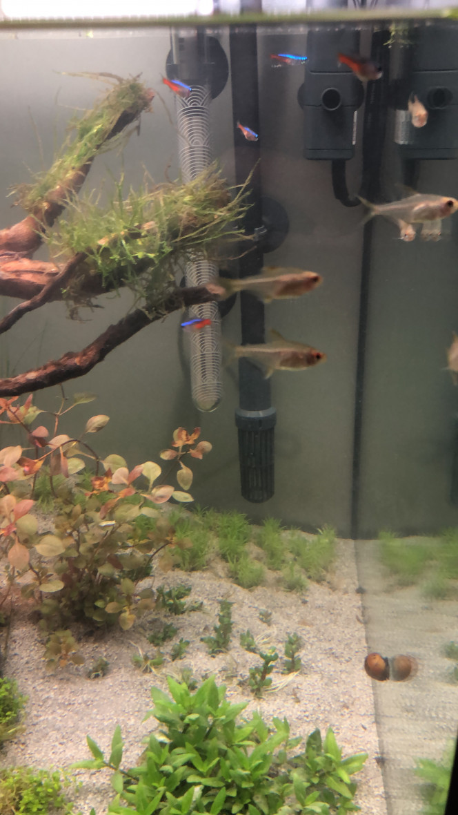 Poisson hyphessobrycon pulchripinnis (tetra citron) Gros coup de cœur pour ce poisson transparent qui vit en bande.