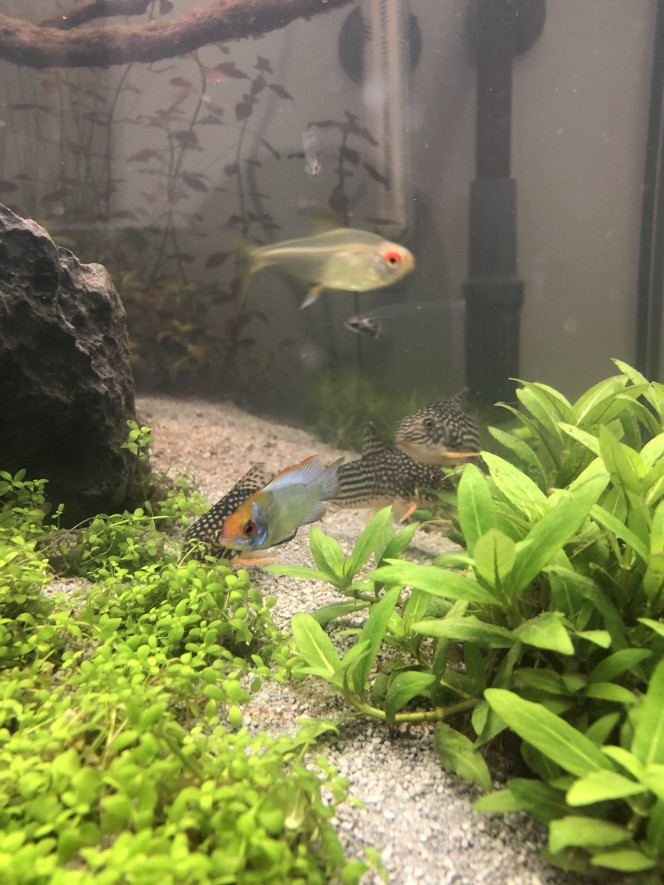 Poisson hyphessobrycon pulchripinnis (tetra citron) Gros coup de cœur pour ce poisson transparent qui vit en bande.