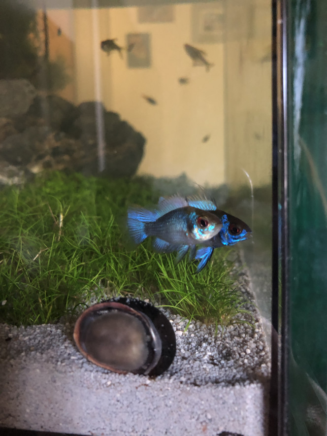 Apistogramma Notre fille rêvait de poissons bleus! Et ceux là brillent de mille feux au soleil et le bleu est incroyable.