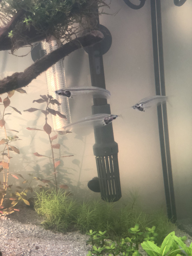 Poisson kryptopterus minor (silure de verre) Encore un qui n’est pas amazonien mais son originalité nous a fait craqué. 
Ils vivent ensemble. Et sont plutôt passifs.