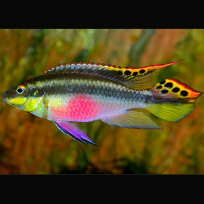 pelvicachromis kribensis 