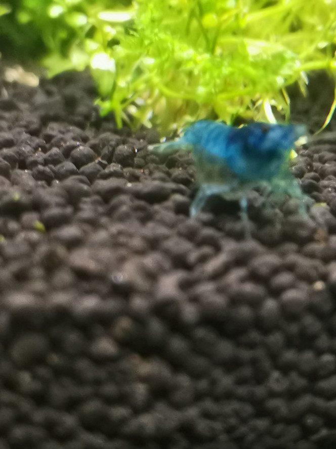 Crevette Première Blue Velvet grainée