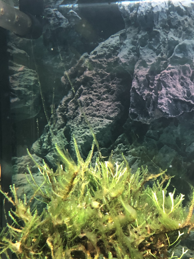 Photographie du post de Aqua-Romana 