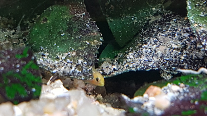 Attrape moi si tu peux! Alvin Labidochromis Caeruleus très méfiant c'est une question de survie!
