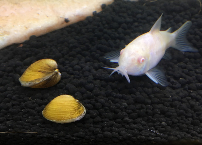 Corbicula javanica et corydoras aeneus albinos 