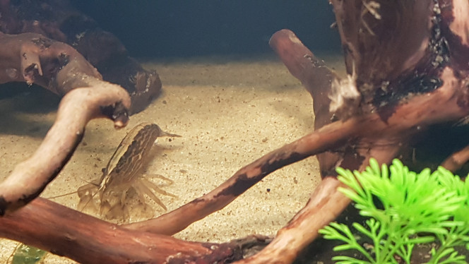 Atyopsis moluccensis (crevette bambou) De forme allongée, la crevette possède 5 paires de pattes et une carapace segmentée au niveau de l’abdomen qui se termine par une queue en éventail taillée pour la nage. Elle affectionne particulièrement les zones de courants forts écartant alors ses 2 paires de péréiopodes antérieures  en éventails pour se nourrir. 
Cette crevette mesure entre 8 et 10cm. 
Elle mue de façon synchronisée (toutes en même temps)et mange les carapaces mortes (calcium)
La reproduction est compliquée, il faut suivre un protocole strict (épuisettage des zoés, transfert en eau saumâtre avec phytoplancton et faible éclairage , augmentation progressive de la salinité jusqu'à eau de mer (plancton) puis retour progressif inverse avec éclairage)
Alimentation: farine-levure boulangère-Nuoc mam-calcium lithothamne-Spiruline le tout agrégé en une pâte légère et soluble donnée matin et soir (cette nourriture convient aux artémias également).