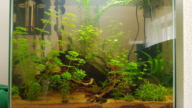 AQUARIUM CREVETTES 03 JUIN 2019 
