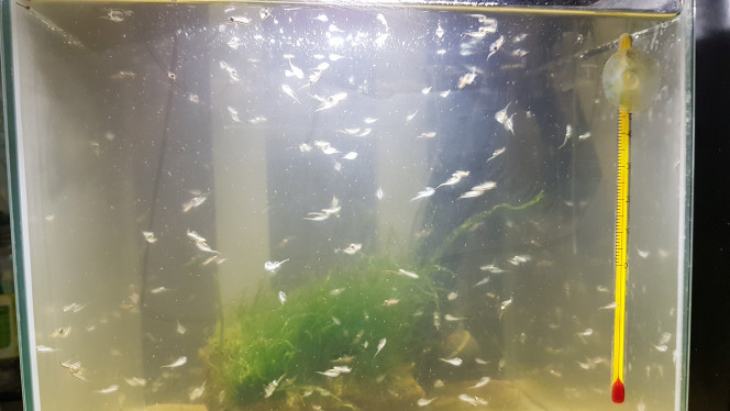 ARTEMIAS Après le repas des fauves on voit bien les adultes en pleine reproduction, âgés d'un mois. Tous les petits points sont des nauplies!