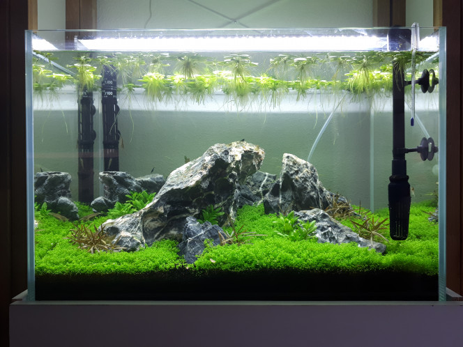  Nous en sommes à 1 mois après la mise en eau!