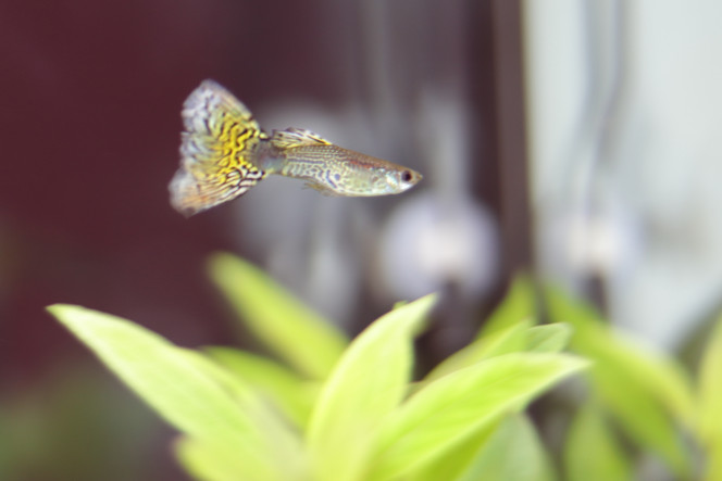Guppy male 