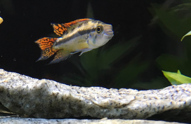 Mr Apisto 