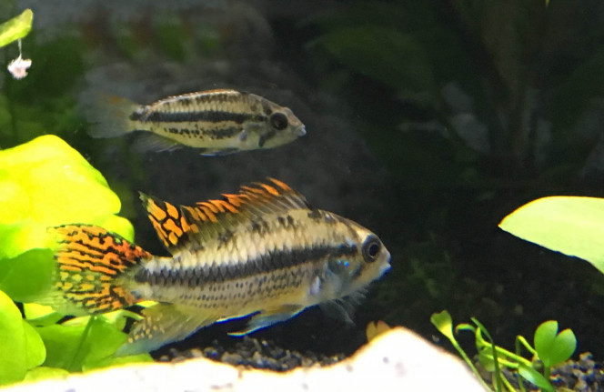 Mr et Mme Apisto Cacatoides 
