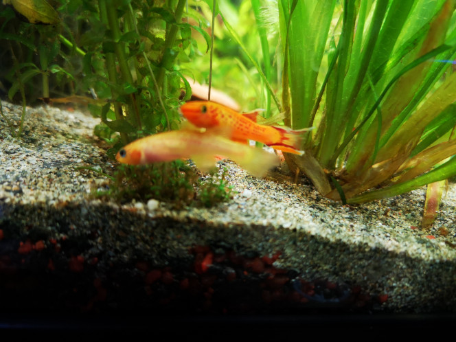 Nouveaux poissons couple Killies Cap Lopez 