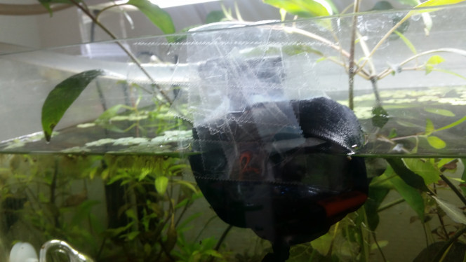 Couveuse Mon système pour essayer de sauver les oeufs, mon filtre arrive directement dans la bouteille et les bas permettent que les oeufs ne partent pas