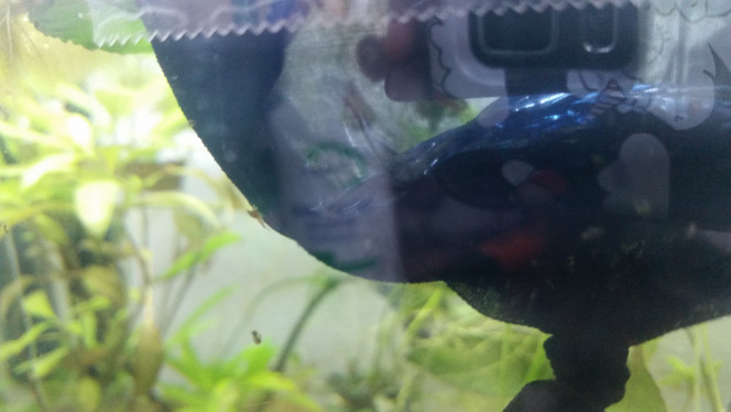 Bébé crecre Et une minuscule crevette qui a décidé de s'installer sur la couveuse, je suis super heureuse ce sont mes premiers bébés depuis la mise en eau de ce bac!