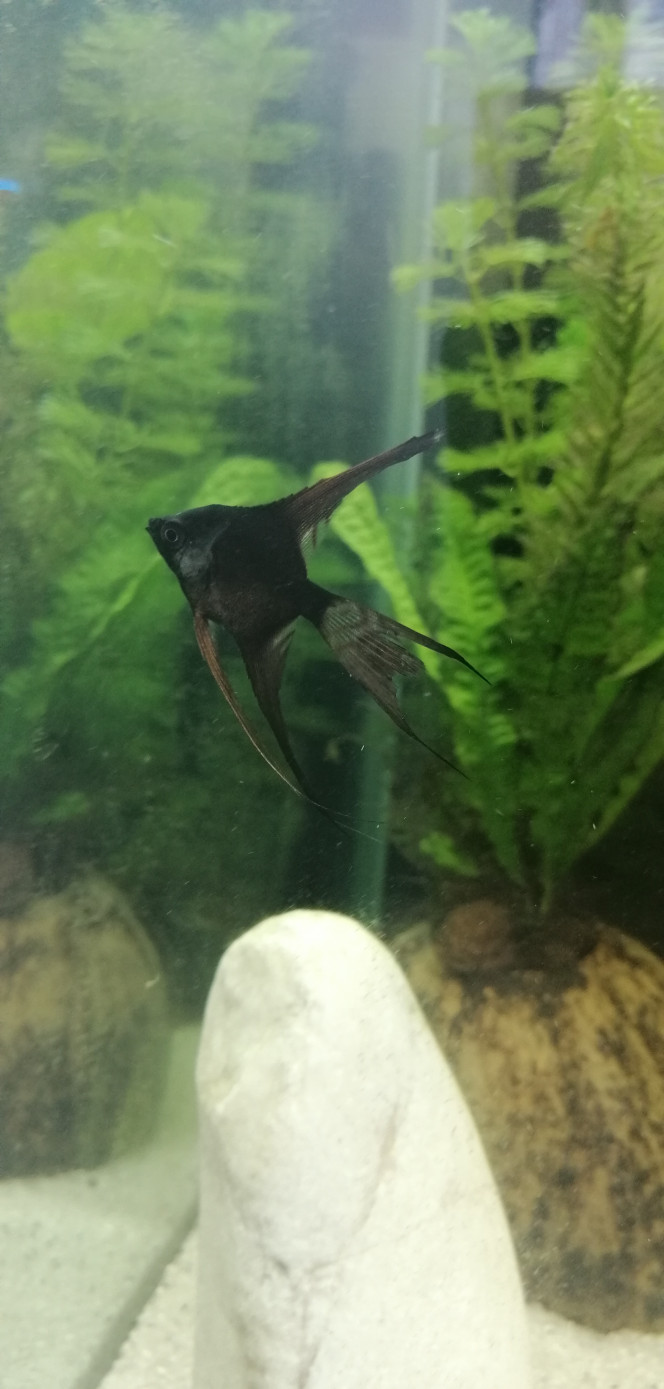 Pterophyllum scalare 